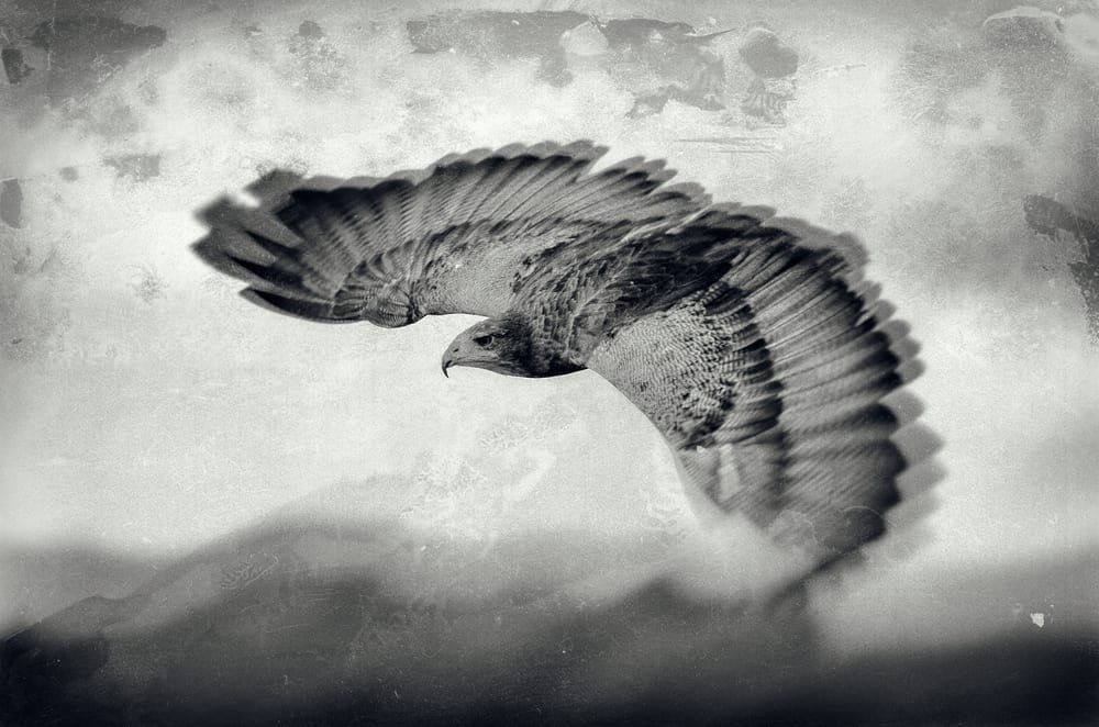 Vintage style black and white image of a flying eagle poker