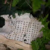 Old word search puzzle lying in the woods