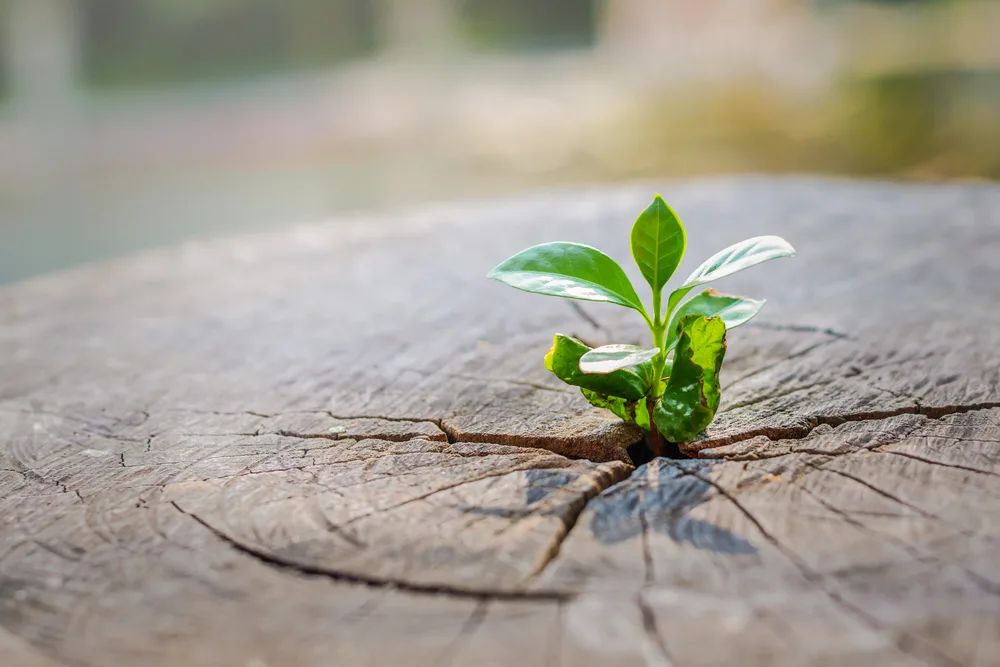 Concept of support building a future focus